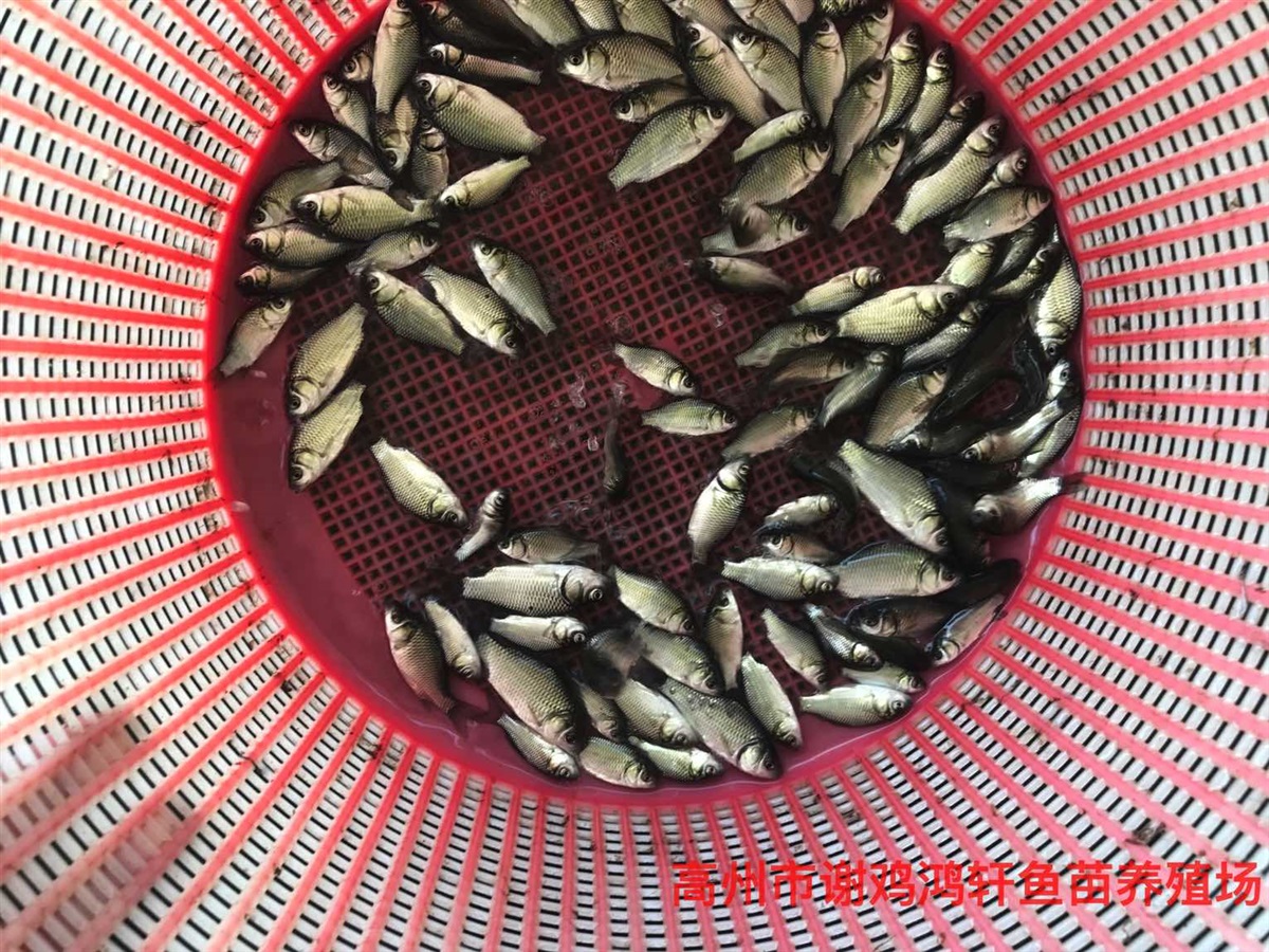 丰产鲫鱼苗价格中科3号鲫鱼苗批发圆头鲫鱼苗银鲫鱼苗