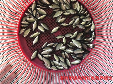 丰产鲫鱼苗价格中科3号鲫鱼苗批发圆头鲫鱼苗银鲫鱼苗
