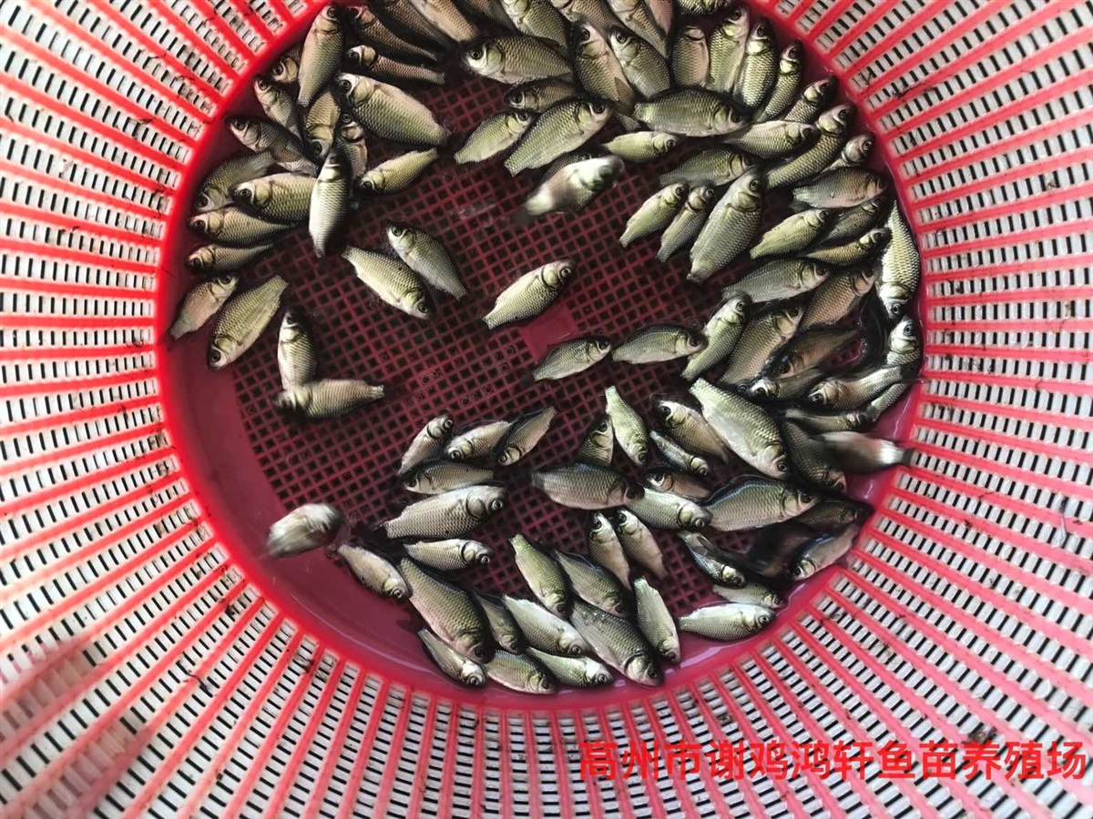湘云鲫鱼苗价格工程鲫鱼苗批发鲤鲫鱼苗黄金鲫鱼苗