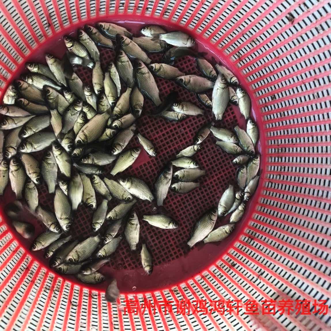 湘云鲫鱼苗价格工程鲫鱼苗批发鲤鲫鱼苗黄金鲫鱼苗