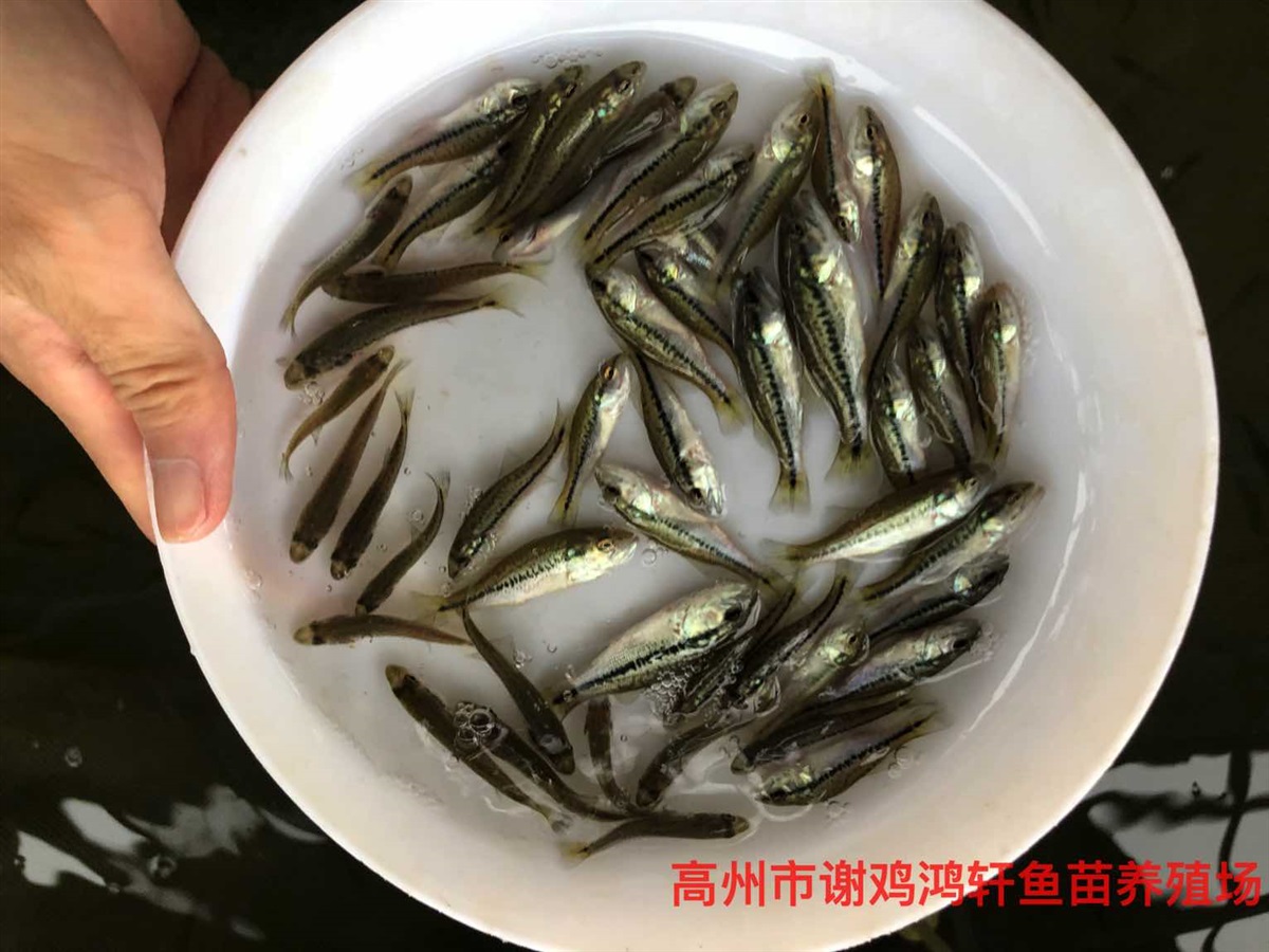 加州鲈鱼苗价格淡水鲈鱼苗批发鲈鱼苗