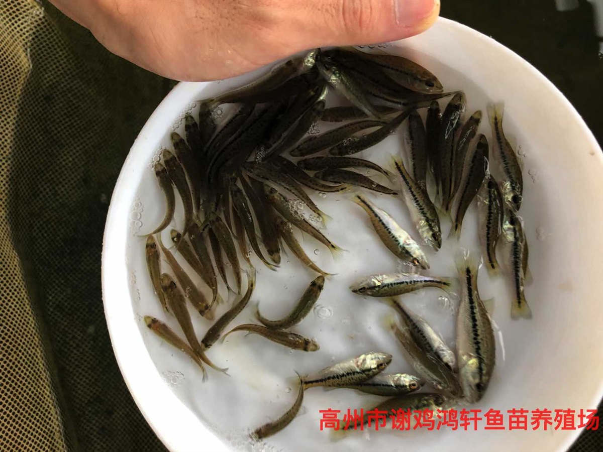 加州鲈鱼苗价格淡水鲈鱼苗批发鲈鱼苗