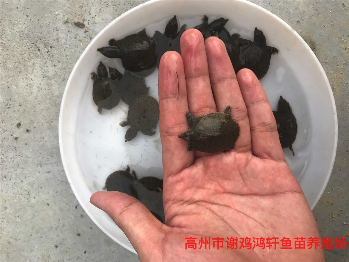 甲鱼苗价格水鱼苗批发中华鳖苗中华甲鱼苗