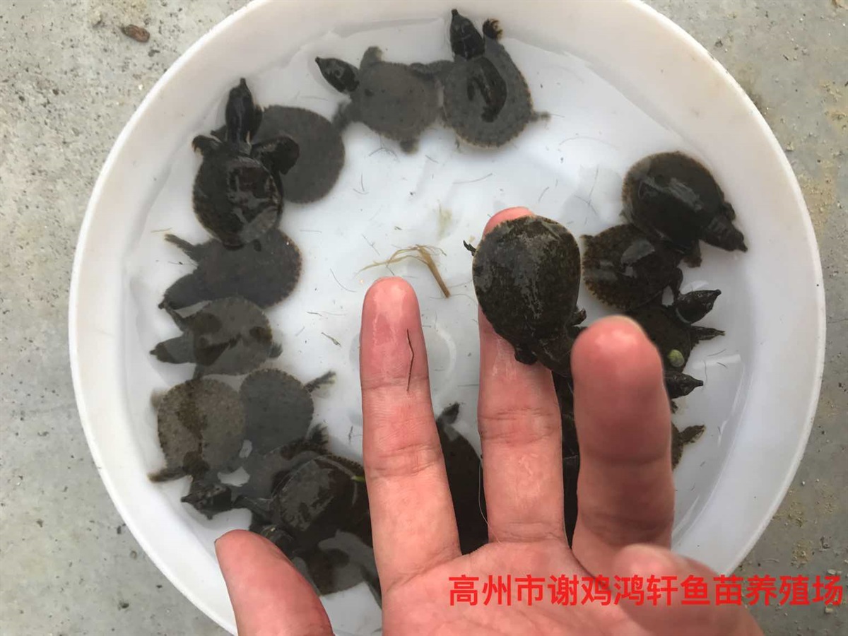 甲鱼苗价格水鱼苗批发中华鳖苗中华甲鱼苗