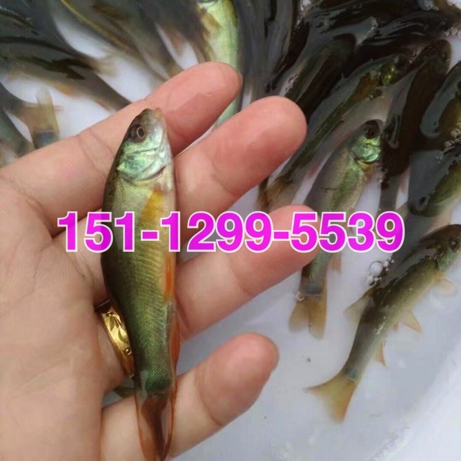 丁岁鱼苗批发欧洲丁桂鱼苗批发价格杂交丁桂鱼苗出售
