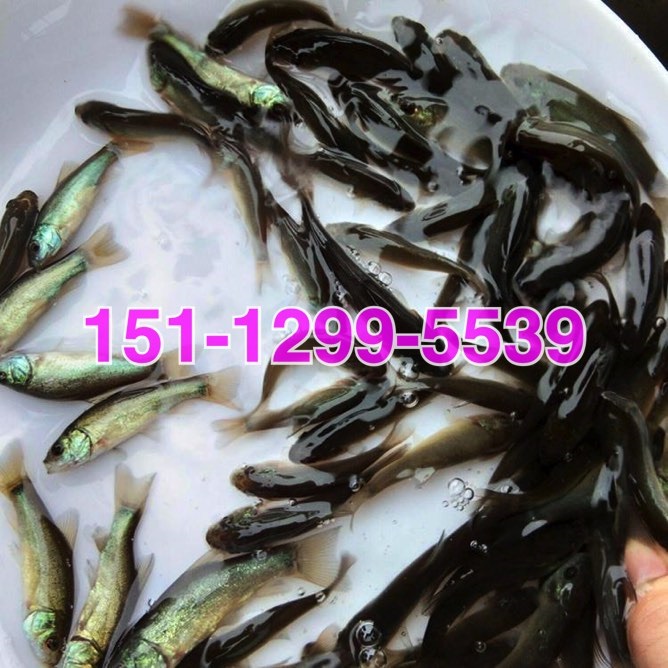 丁岁鱼苗批发欧洲丁桂鱼苗批发价格杂交丁桂鱼苗出售