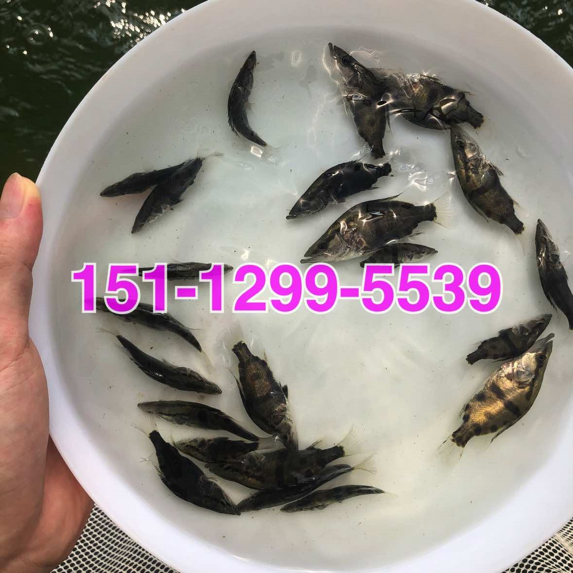 斑鳜鱼苗批发桂花鱼苗批发价格杂交桂花鱼苗