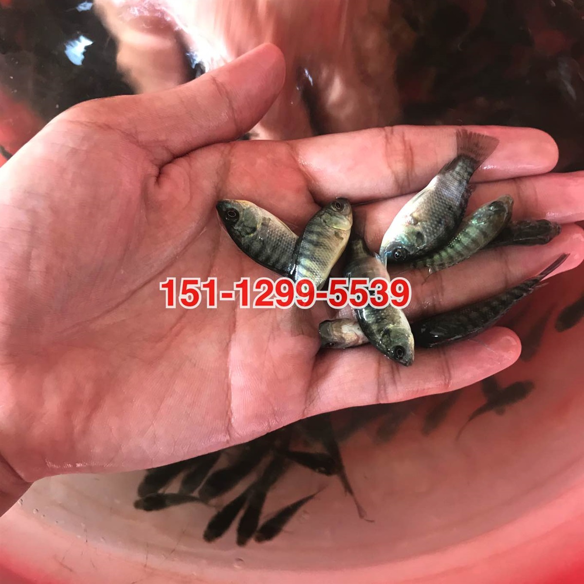 罗非鱼苗批发彩虹鲷鱼苗批发价格红罗非鱼苗批发