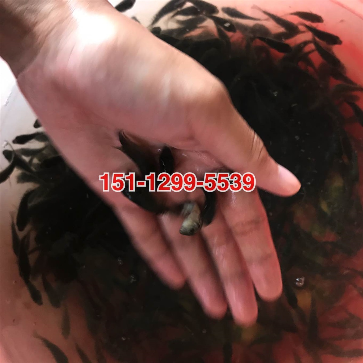 红罗非鱼苗批发彩虹鲷鱼苗批发价格罗非鱼苗批发