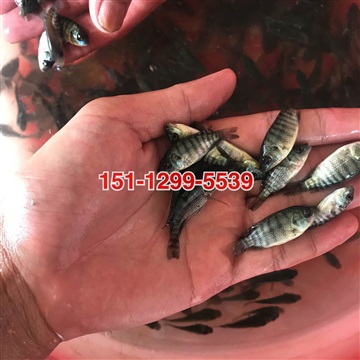 红罗非鱼苗批发彩虹鲷鱼苗批发价格罗非鱼苗批发