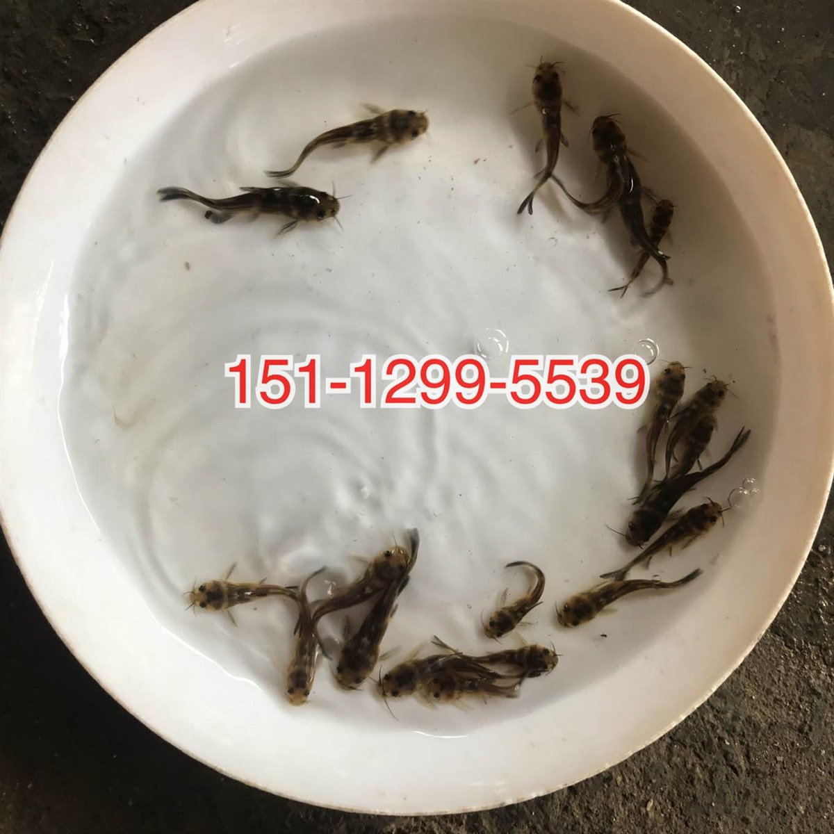 杂交黄颡鱼苗杂交黄骨鱼苗批发价格黄辣丁鱼苗供应