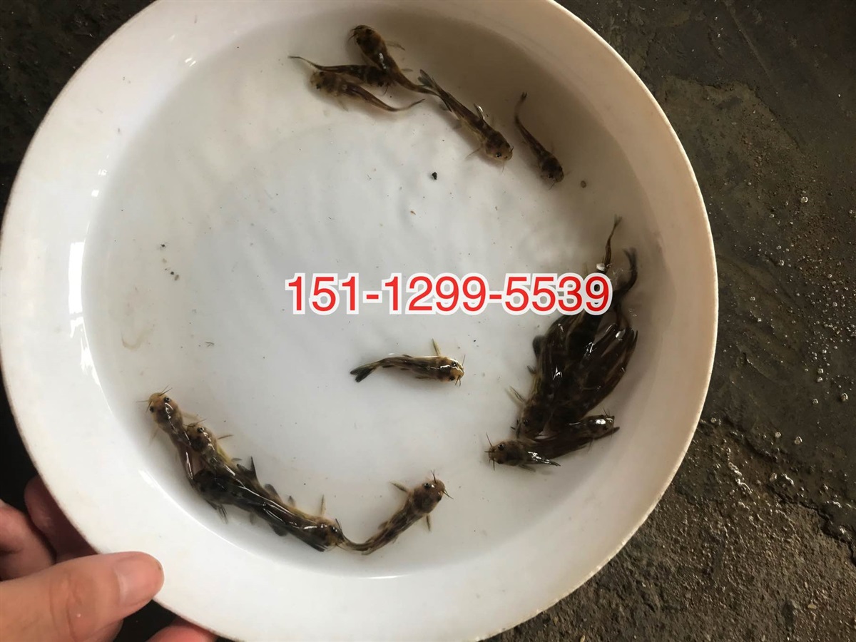 杂交黄颡鱼苗杂交黄骨鱼苗批发价格黄辣丁鱼苗供应