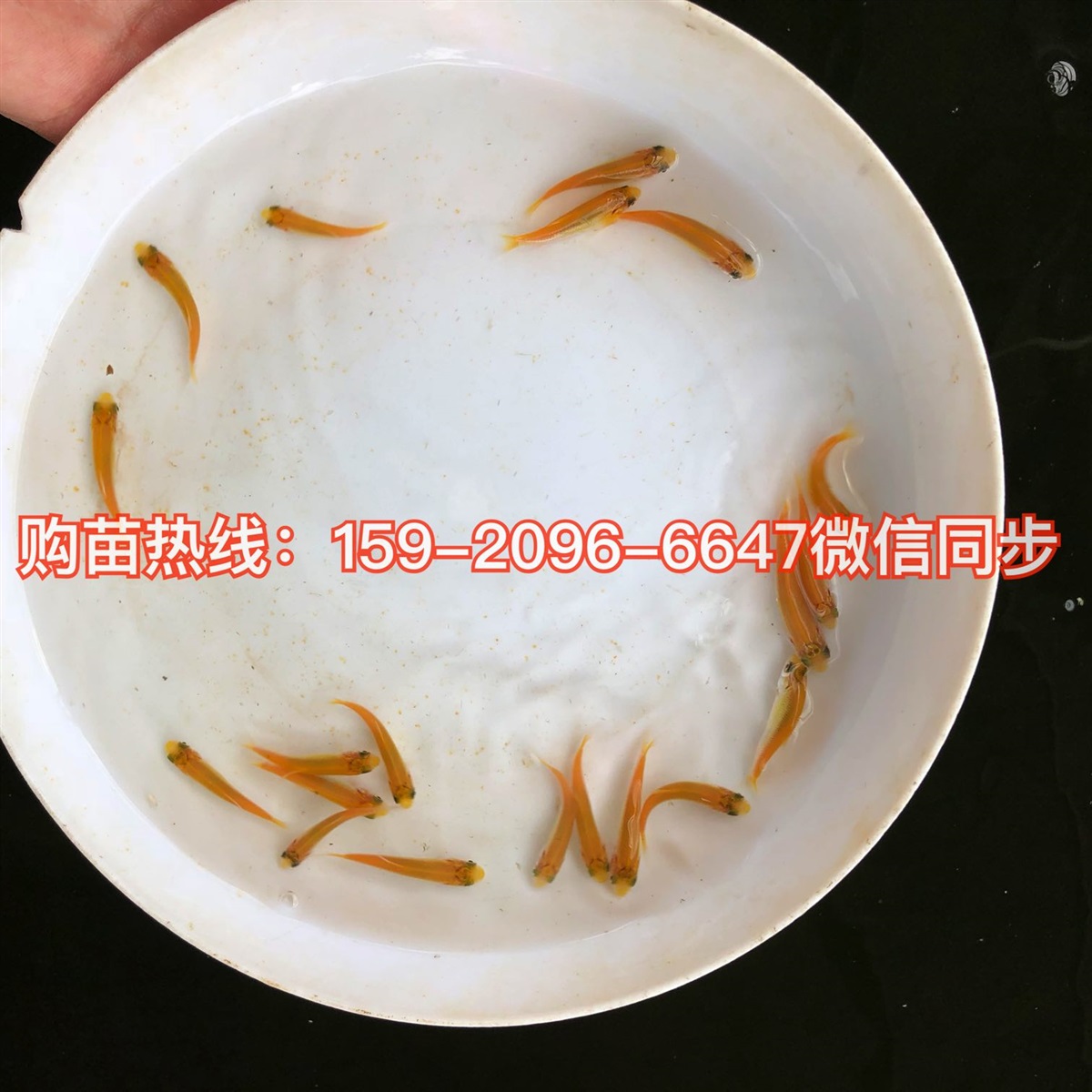 俄罗斯金草鱼苗批发红眼睛金丝草鱼苗赤目金草鱼苗批发