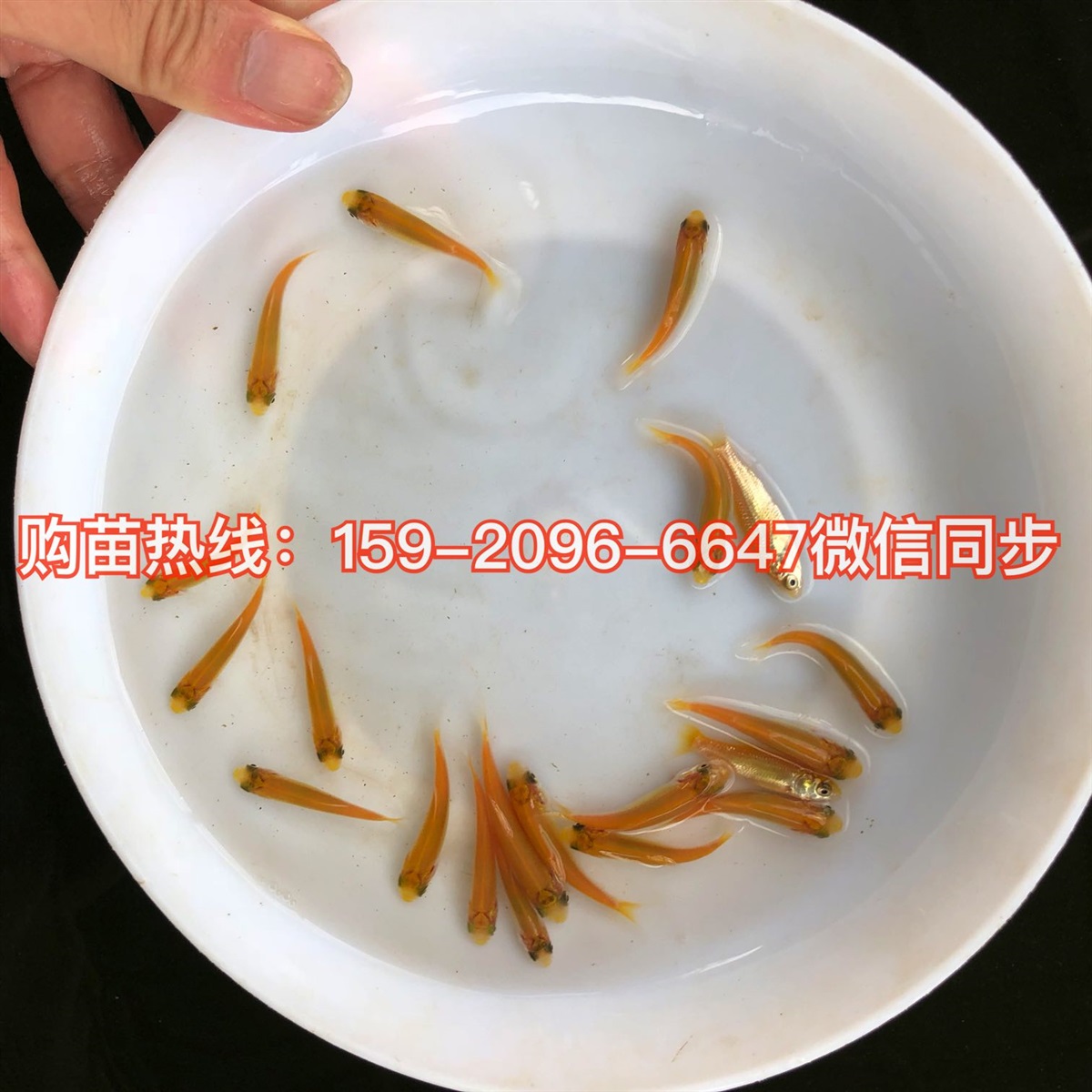 俄罗斯金草鱼苗批发红眼睛金丝草鱼苗赤目金草鱼苗批发