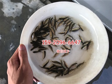 鲤鱼苗批发价格丰鲤鱼苗出售建鲤鱼苗出售