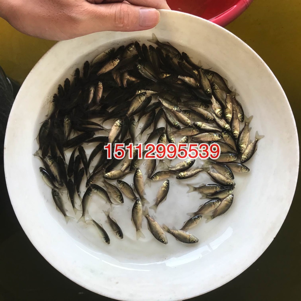 湘云鲫鱼苗出售工程鲫鱼苗批发杂交鲫鱼苗出售