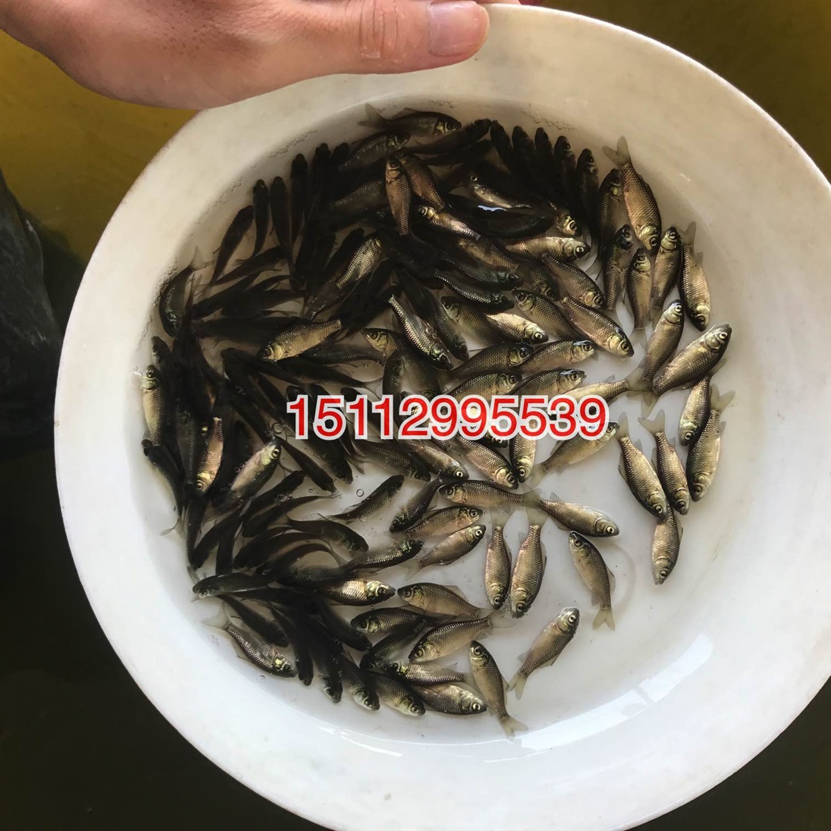 湘云鲫鱼苗出售工程鲫鱼苗批发杂交鲫鱼苗出售