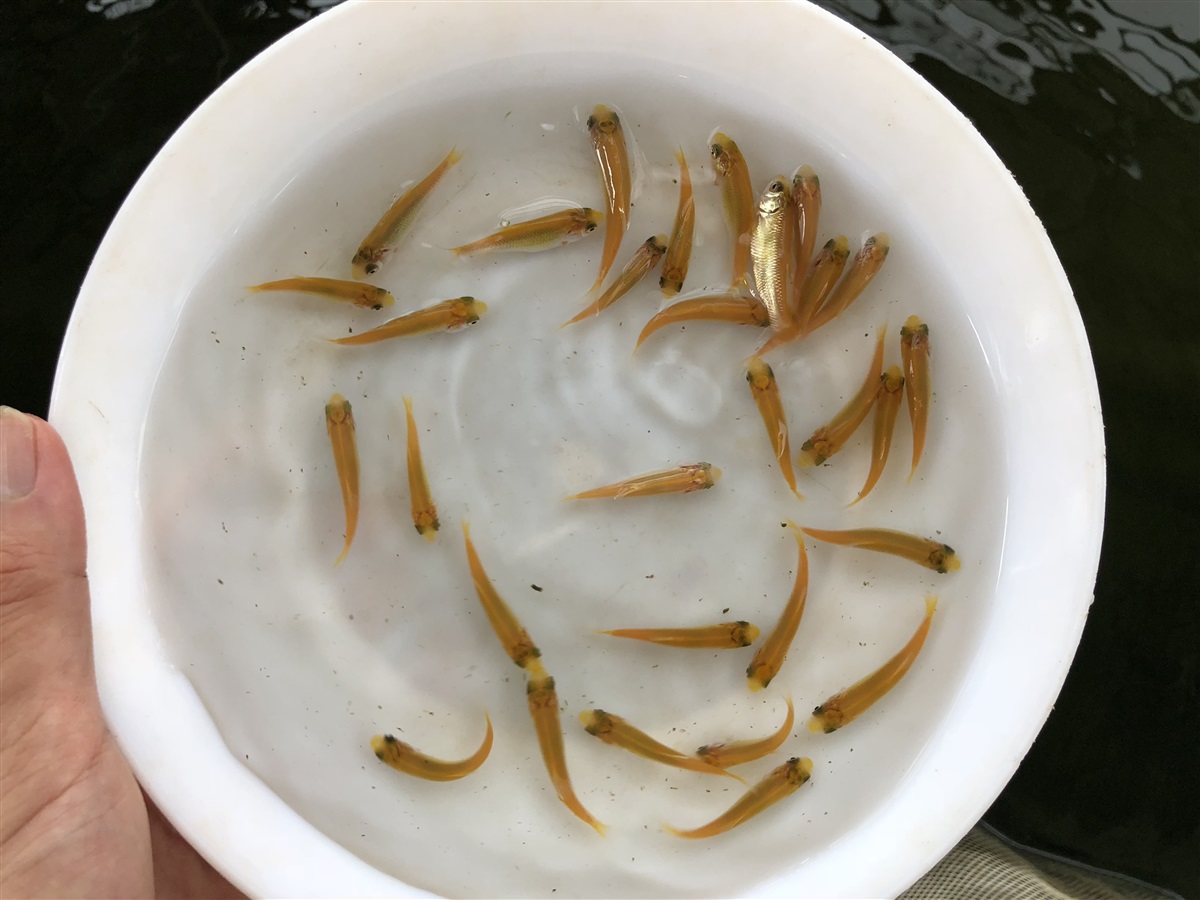 赤目金草鱼苗批发俄罗斯金草鱼苗批发红眼睛金丝草鱼苗