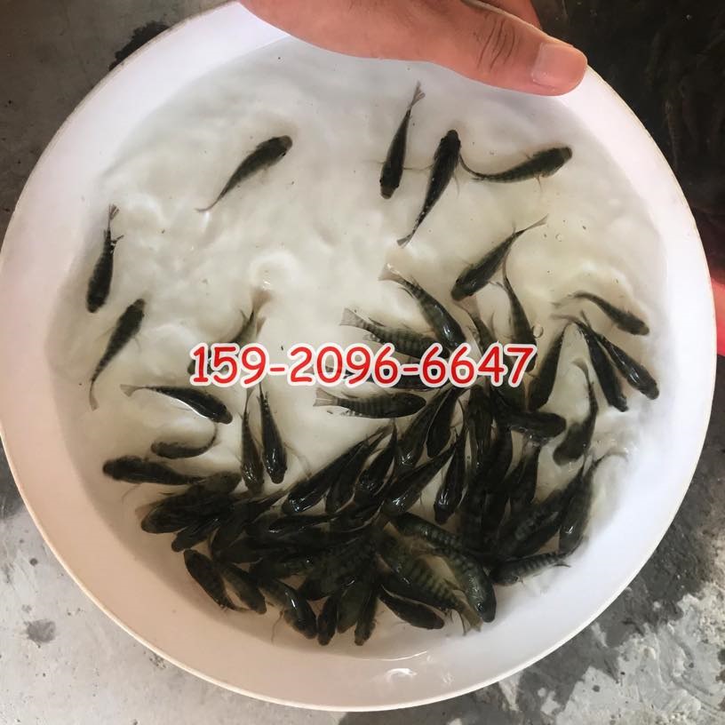 罗非鱼苗批发价格宝路罗非鱼苗水花单性罗非鱼苗出售