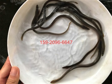 鳗鱼苗批发价格日本鳗鱼苗批发价格美洲鳗鱼苗出售