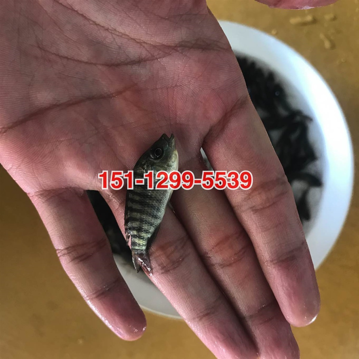 单性罗非鱼苗出售罗非鱼苗批发价格宝路罗非鱼苗水花