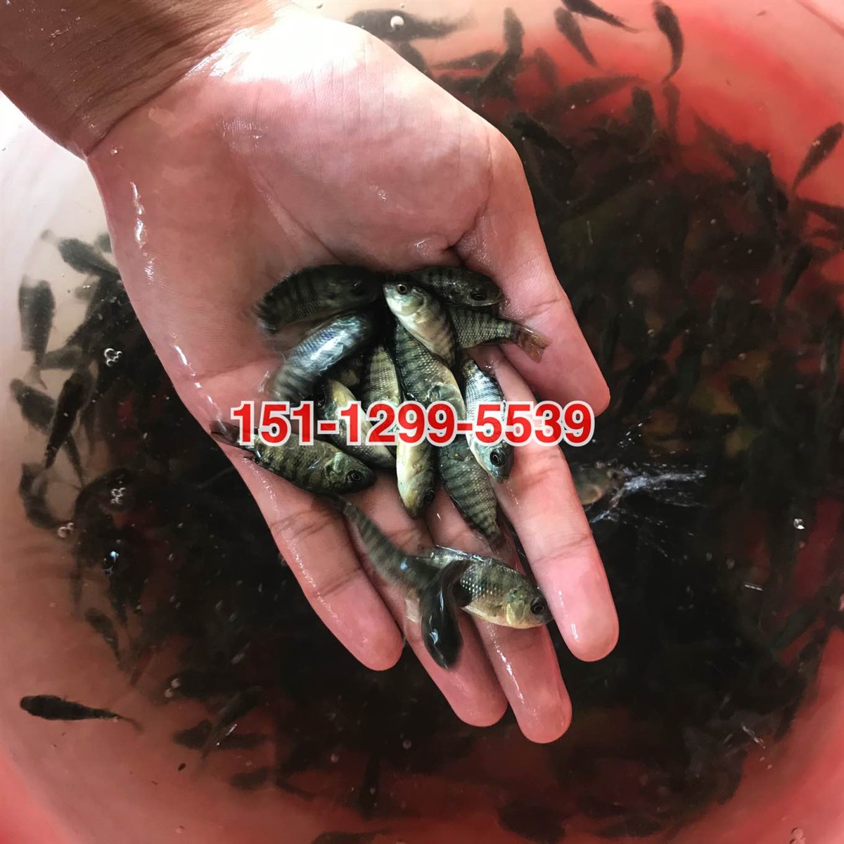 单性罗非鱼苗出售罗非鱼苗批发价格宝路罗非鱼苗水花