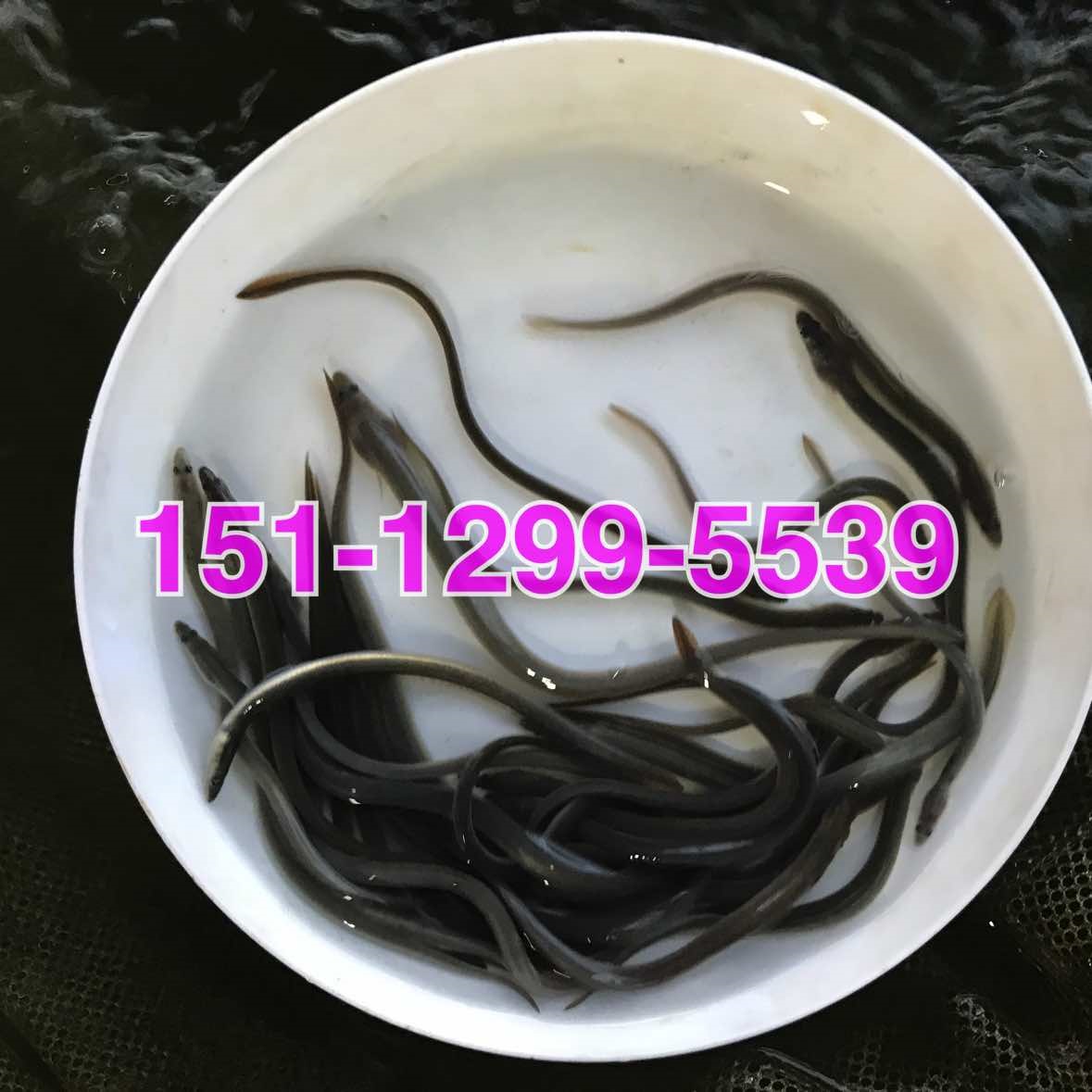 美洲鳗鱼苗出售鳗鱼苗批发价格日本鳗鱼苗批发价格