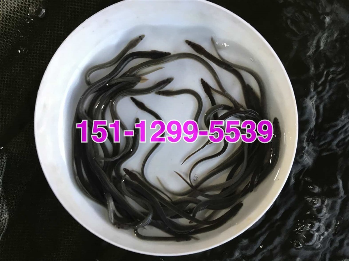 美洲鳗鱼苗出售鳗鱼苗批发价格日本鳗鱼苗批发价格