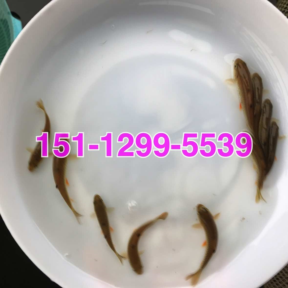 青竹鲩鱼苗批发军鱼苗批发价格中华倒刺鲃苗出售青波鱼