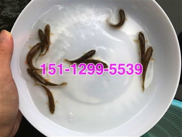青竹鲩鱼苗批发军鱼苗批发价格中华倒刺鲃苗出售青波鱼