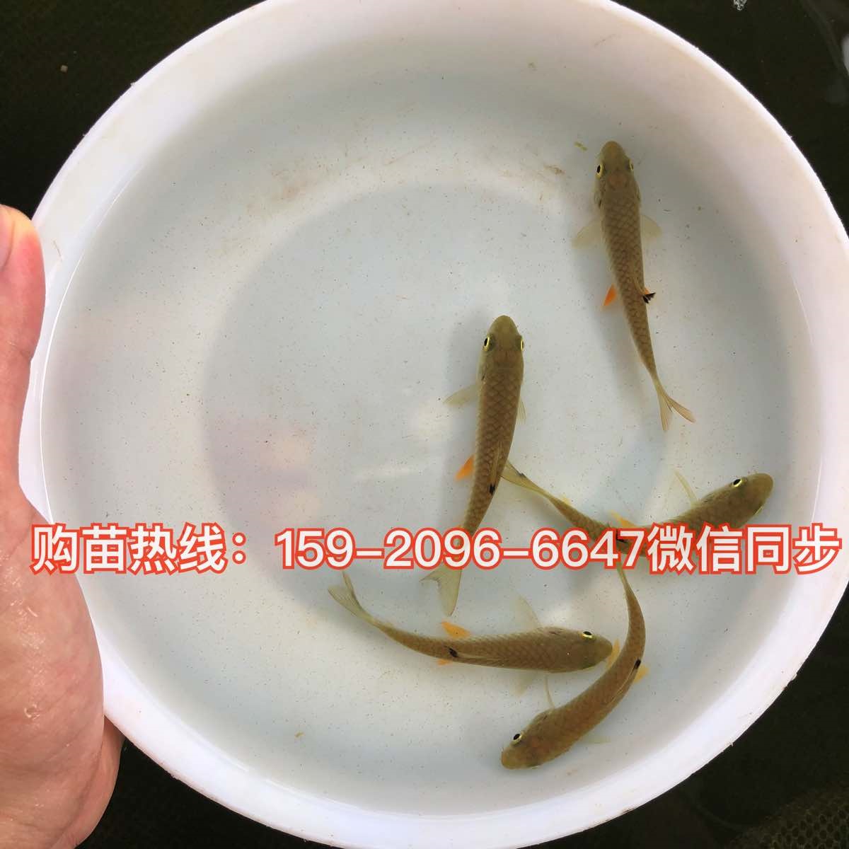 军鱼苗批发价格中华倒刺鲃苗出售青波鱼苗供应青竹鲩鱼