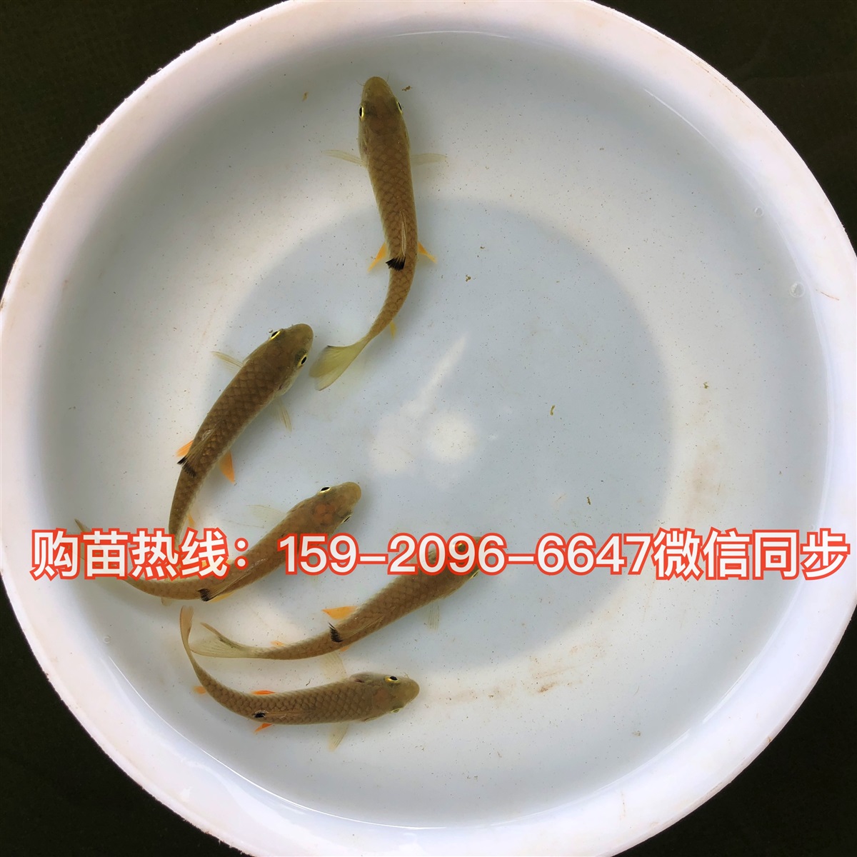 军鱼苗批发价格中华倒刺鲃苗出售青波鱼苗供应青竹鲩鱼