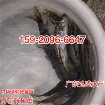 军鱼苗批发价格中华倒刺鲃苗出售青波鱼苗供应青竹鲩鱼
