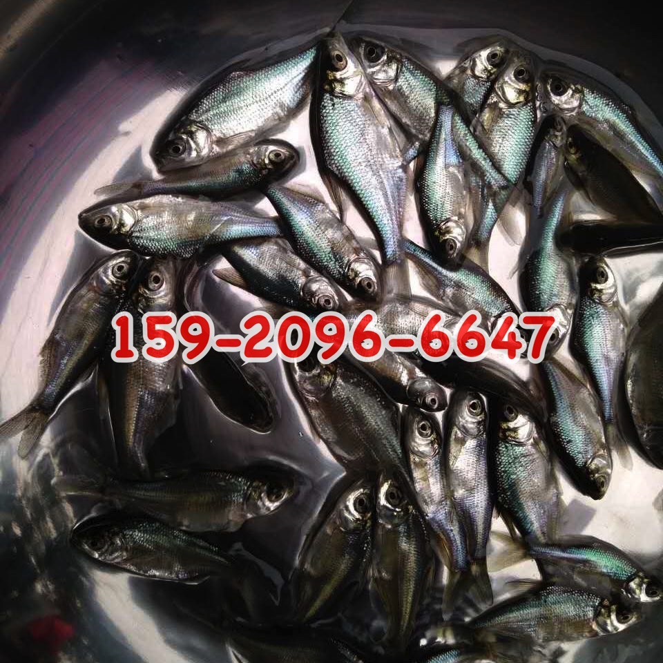 三角鲂鱼苗批发价格边鱼苗出售武昌鱼苗出售