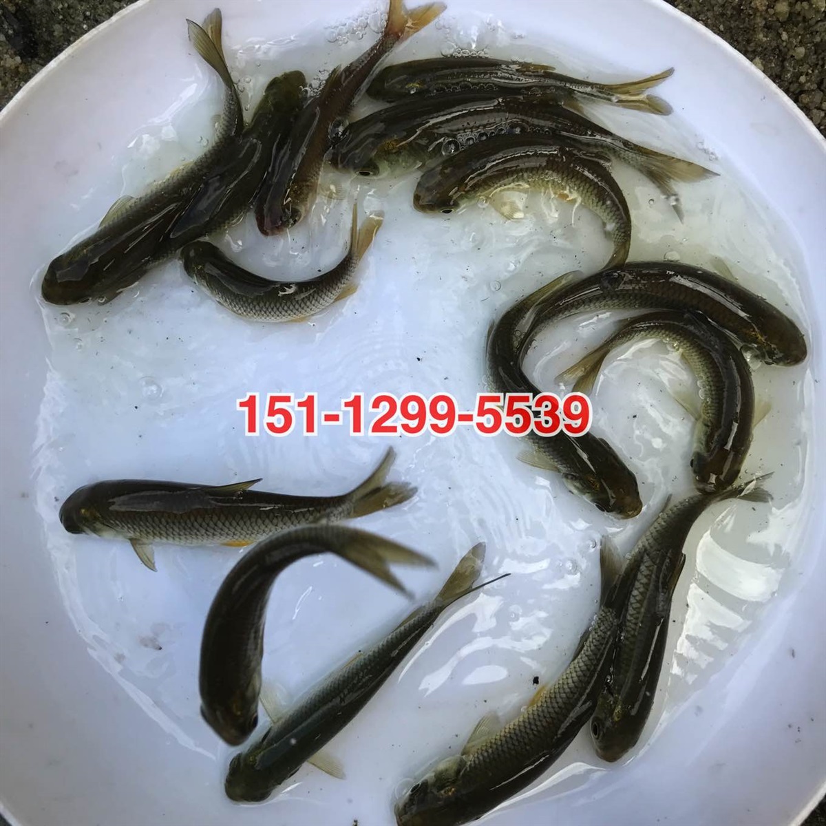 三角鲂鱼苗批发价格边鱼苗出售武昌鱼苗出售