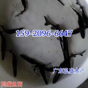 鸭嘴鱼苗批发价格鸭嘴鱼苗养殖场鸭嘴鲟鱼苗出售