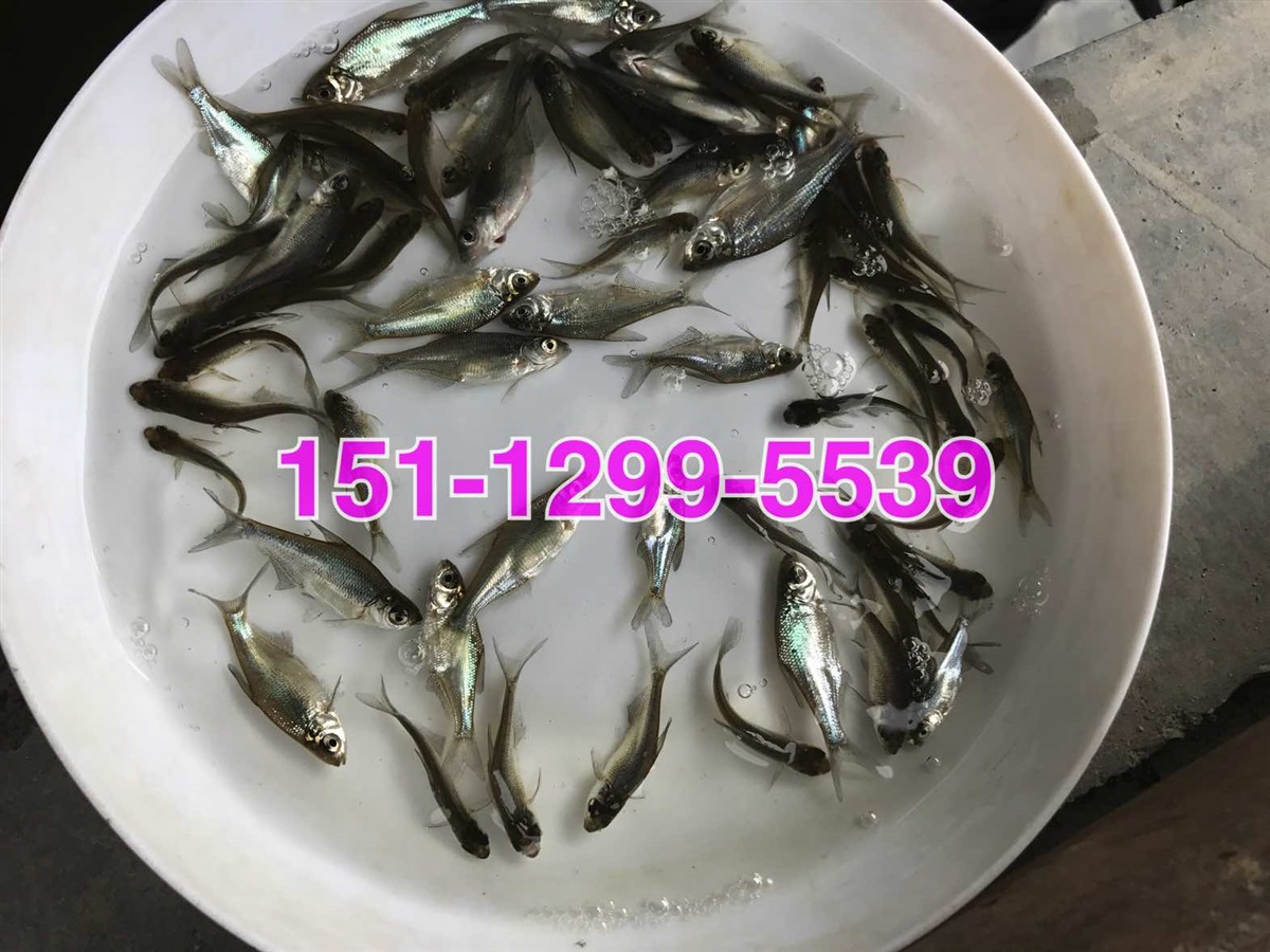 武昌鱼苗出售三角鲂鱼苗批发价格边鱼苗出售