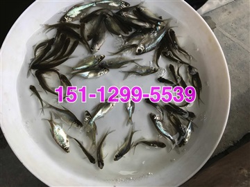 武昌鱼苗出售三角鲂鱼苗批发价格边鱼苗出售