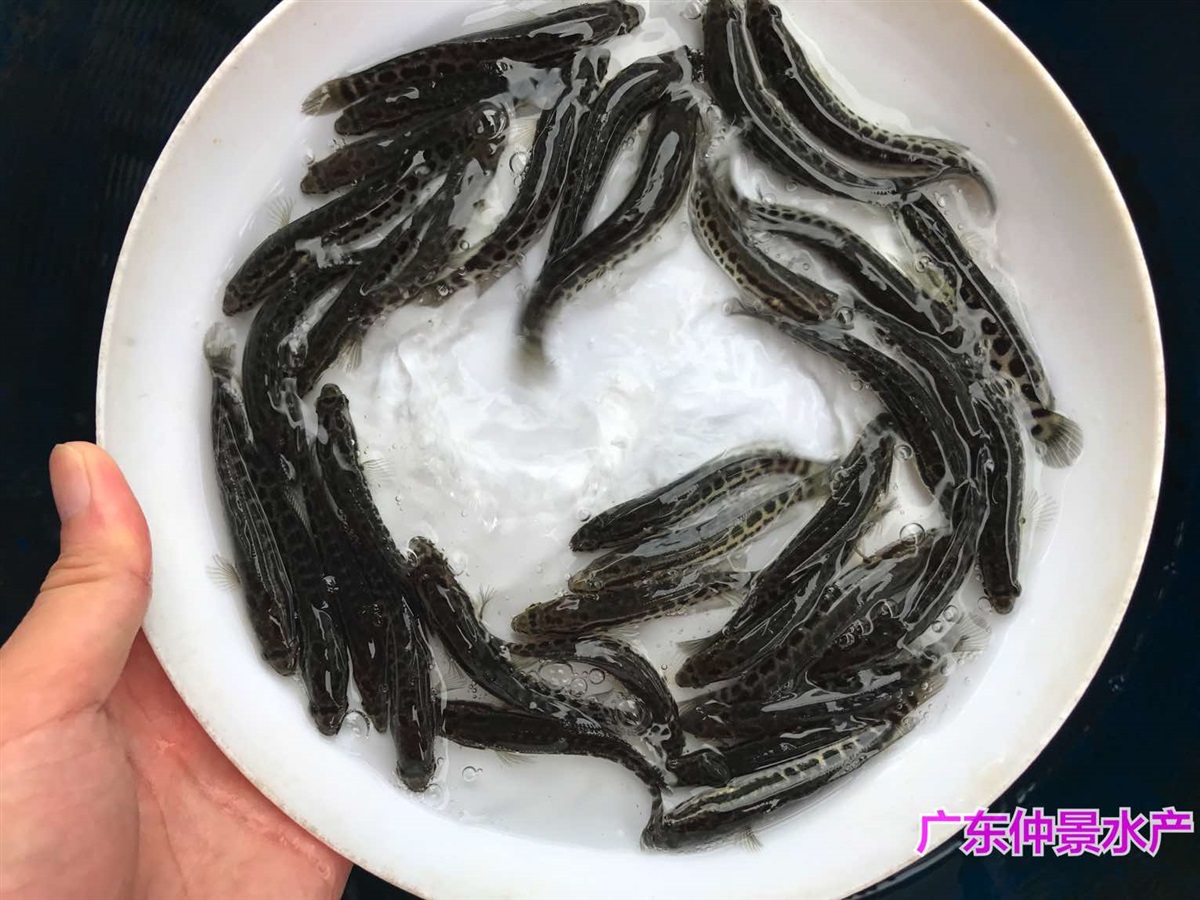 鸭嘴鲟鱼苗出售鸭嘴鱼苗批发价格鸭嘴鱼苗养殖场