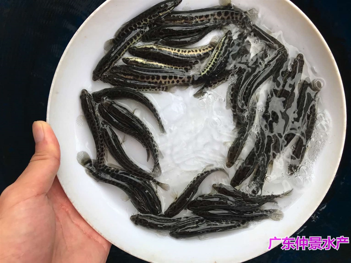 鸭嘴鲟鱼苗出售鸭嘴鱼苗批发价格鸭嘴鱼苗养殖场