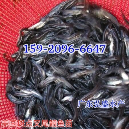 胭脂鱼苗批发价格中华胭脂鱼苗出售一帆风顺鱼苗