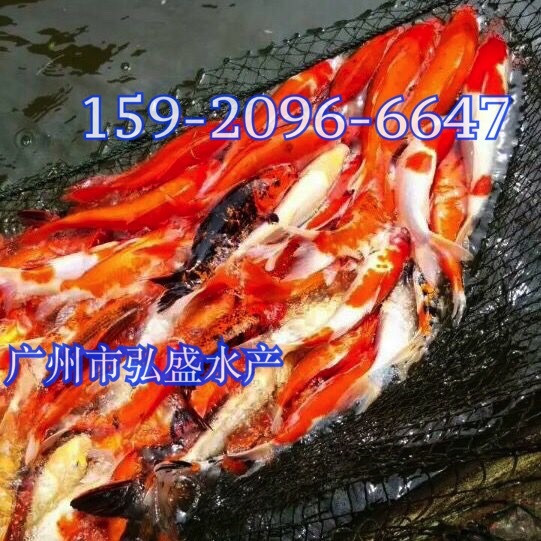 胭脂鱼苗批发价格中华胭脂鱼苗出售一帆风顺鱼苗