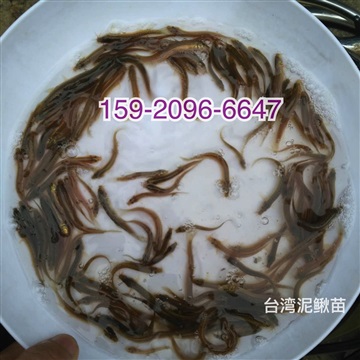 胭脂鱼苗批发价格中华胭脂鱼苗出售一帆风顺鱼苗