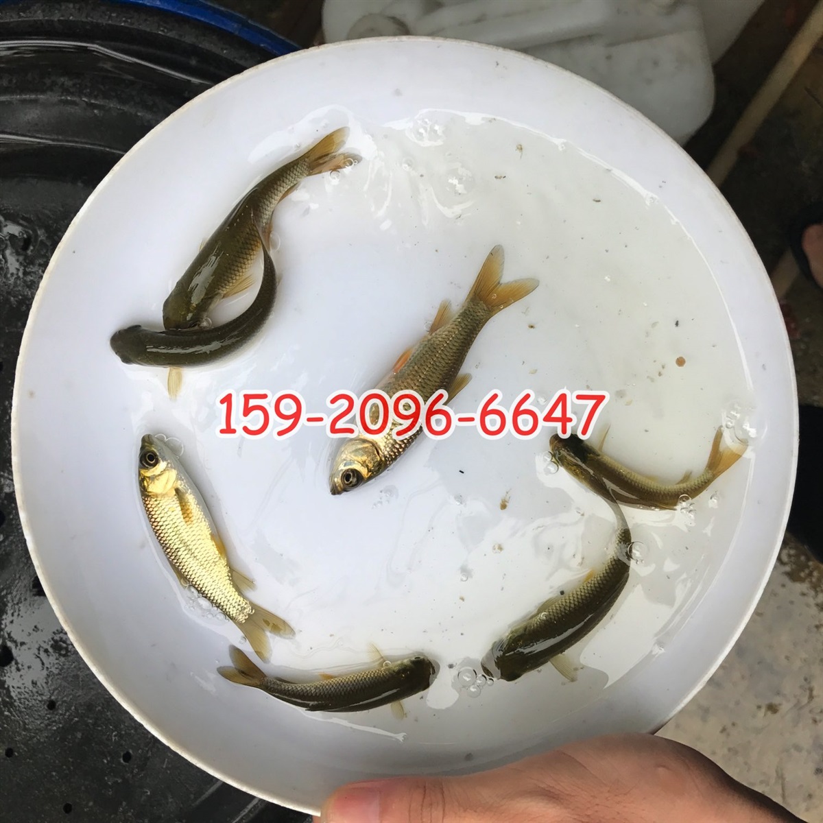 草鱼苗批发价格草鲩鱼苗长江鲩鱼苗出售