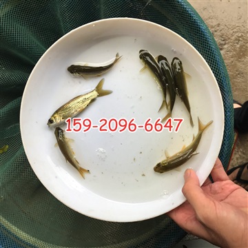 草鱼苗批发价格草鲩鱼苗长江鲩鱼苗出售