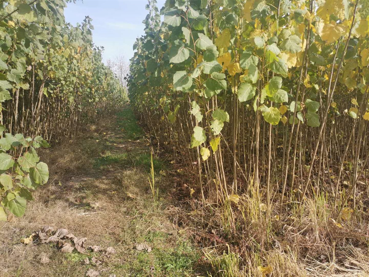 无絮杨 无絮杨树苗价格 无絮杨树苗政府有补贴