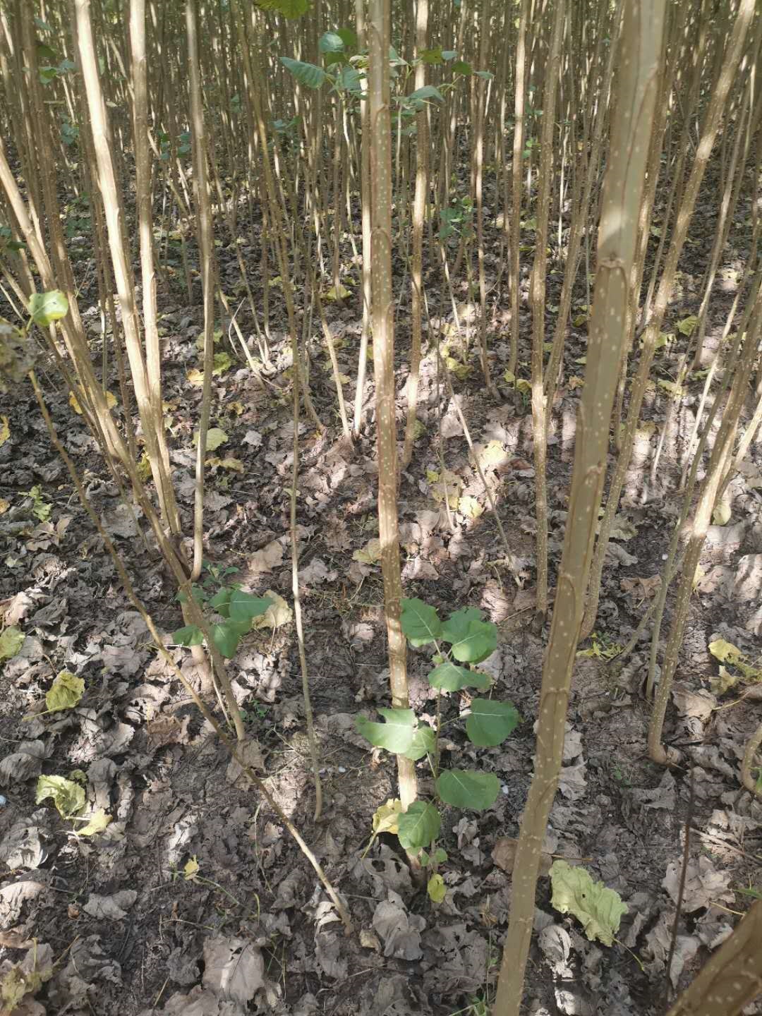 无絮杨树新品种有哪些 无絮杨树苗 无絮杨树苗哪里有