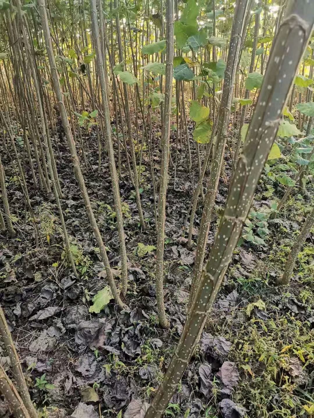 速生杨107批发价格 107速生杨 意杨