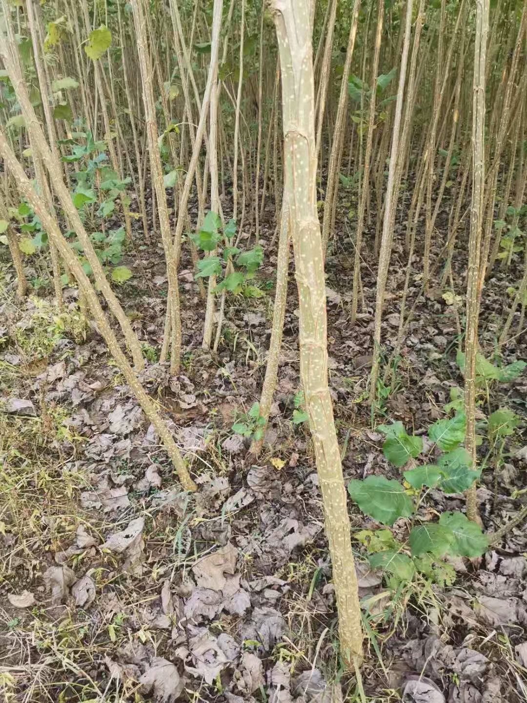 杨树苗报价 无絮杨树苗 无絮杨树苗基地