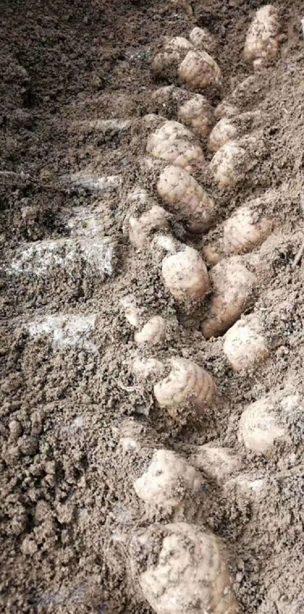 天麻种子哪里有卖，0代天麻种子多少钱一斤